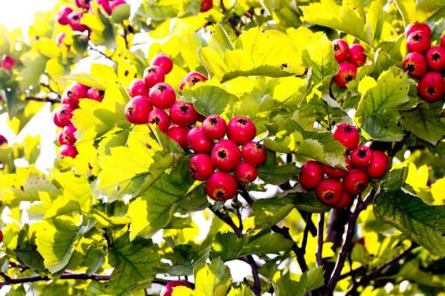 花果屬于注冊商標第幾類？