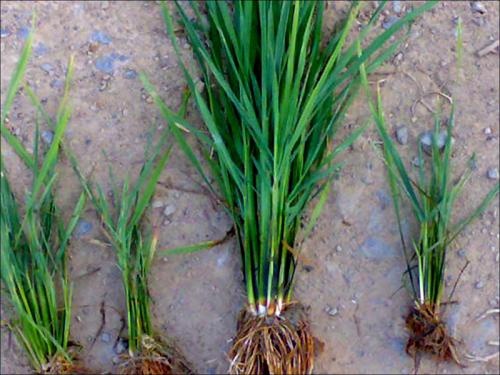 芒市農業商標起名有什么好的名字