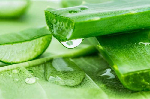 蘆薈商標注冊屬于哪一類?