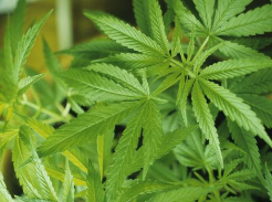 美國將允許人們為部分大麻類制品提交商標注冊申請