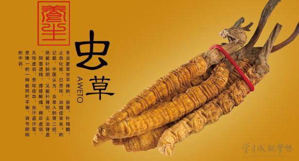 冬蟲夏草產品商標屬于哪一類