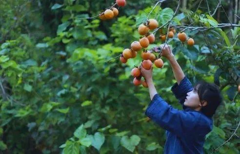 月收入千萬，背后公司早已為網(wǎng)紅李子柒注冊百余件商標(biāo)