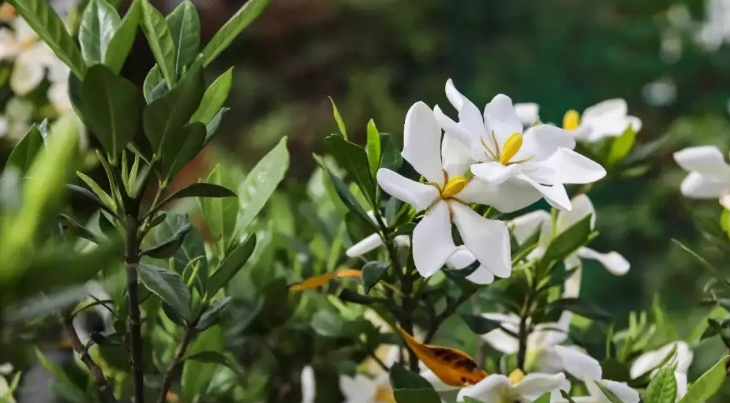 “朐陽梔子花”獲批國家級商標！