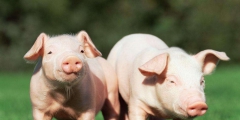 動物養(yǎng)殖商標轉讓是屬于哪一類的？